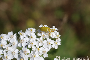 Ctenopius sulphureus